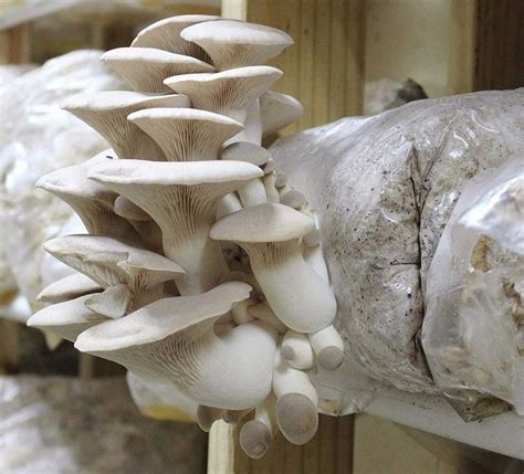 how are oyster mushrooms grown in china